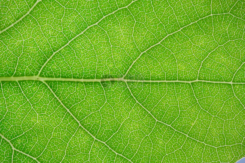 绿叶叶生态生活宏观静脉活力植物群植物学细胞植物环境图片