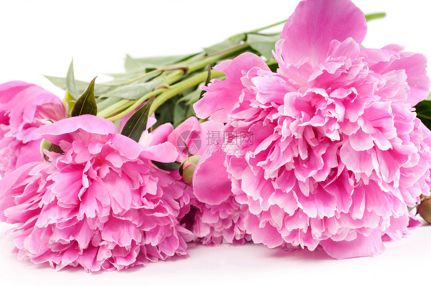 粉红小马宏观季节性活力工作室礼物植物群叶子粉色植物花朵图片