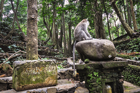 长尾丛林雀巴厘乌布德森林区长尾的长尾黑猴背景