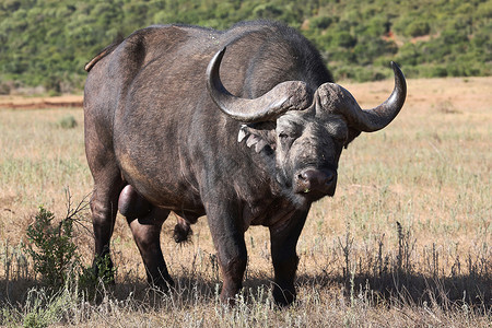 水牛角公牛非洲的性腺高清图片