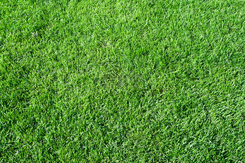 绿草草皮边缘生长植物活力草原场地绿色植物院子土地图片