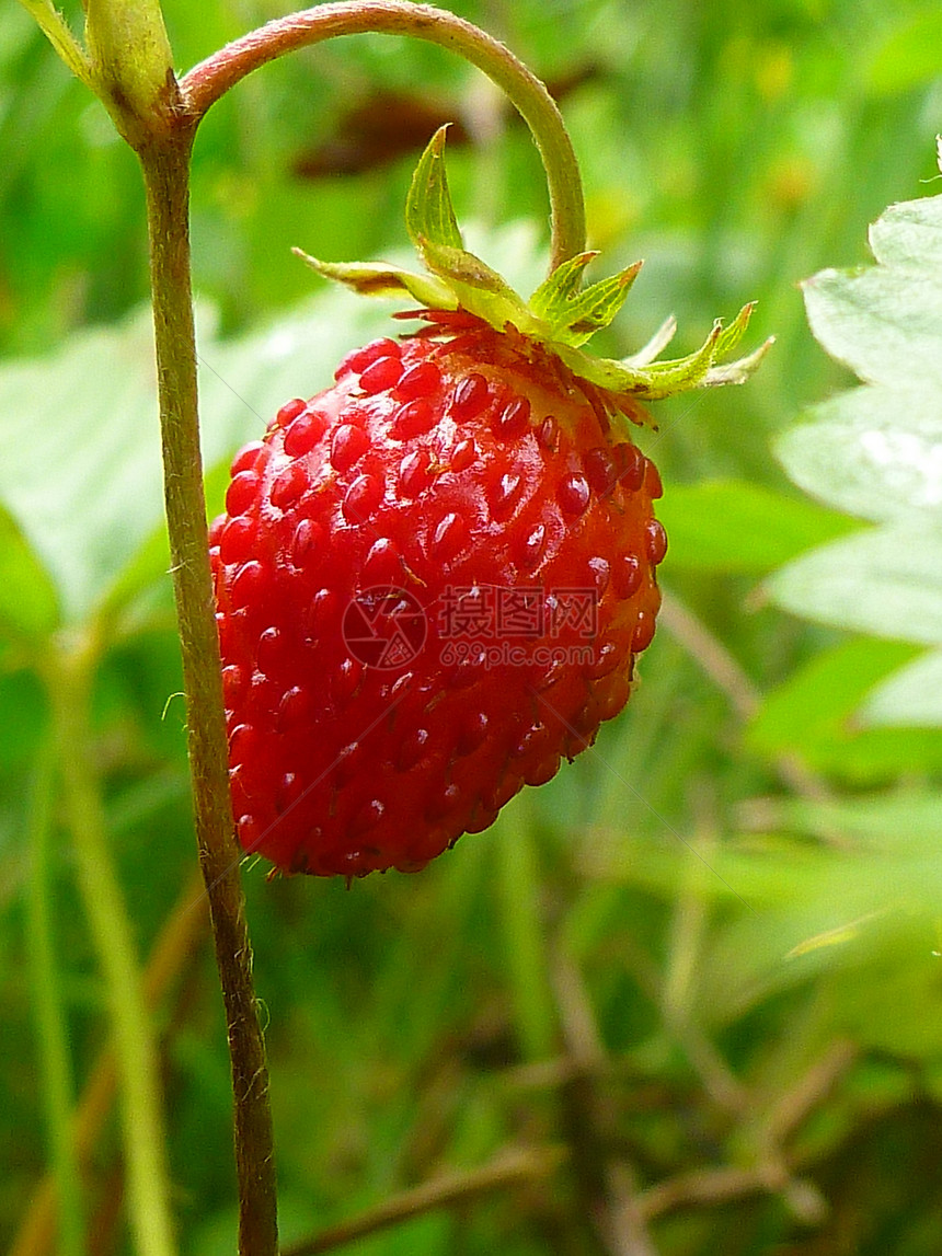 野草莓花园营养食物宏观荒野植物学甜点水果甲虫树叶图片