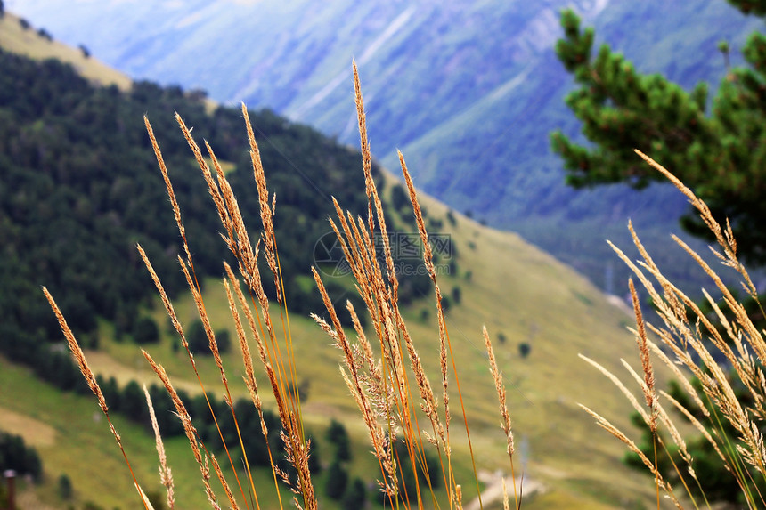 在草原上生长的黄草耳朵场景山脉晴天乡村植物森林树叶场地风景草本植物图片