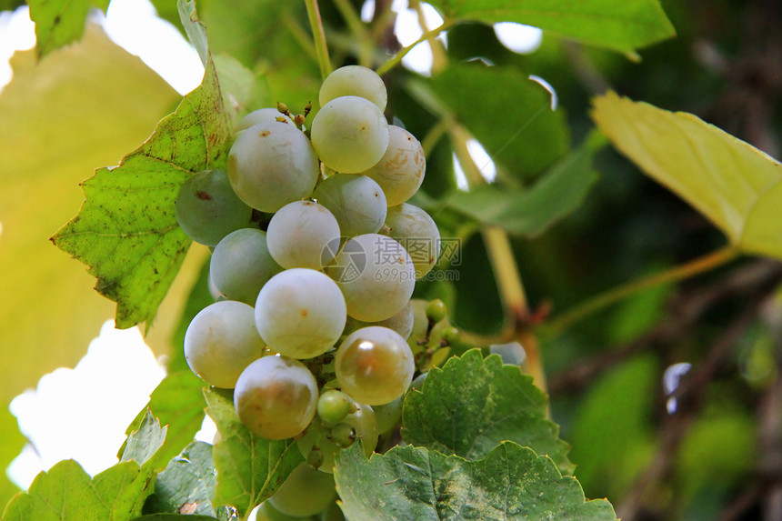 白葡萄团准备收割植物村庄季节食物收成阳光种植园叶子生长藤蔓图片