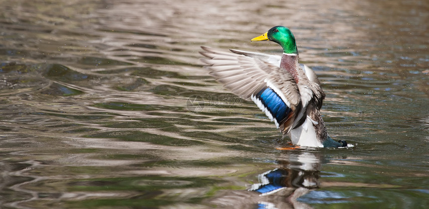 在池塘中摇摆翅膀的鸭子野生动物观鸟棕色公园季节性烘干反射羽毛水禽伙伴图片