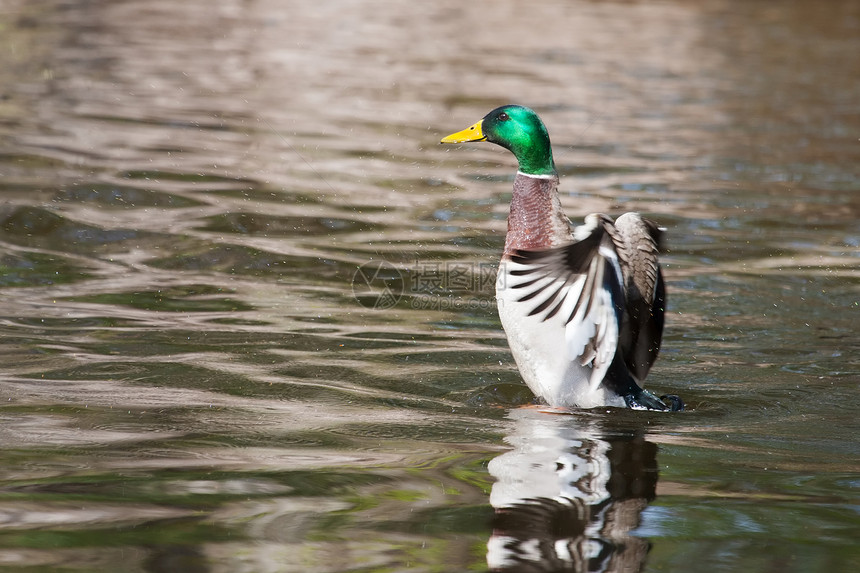 在池塘中摇摆翅膀的鸭子游泳季节性观鸟荒野公园野生动物水禽伙伴羽毛棕色图片