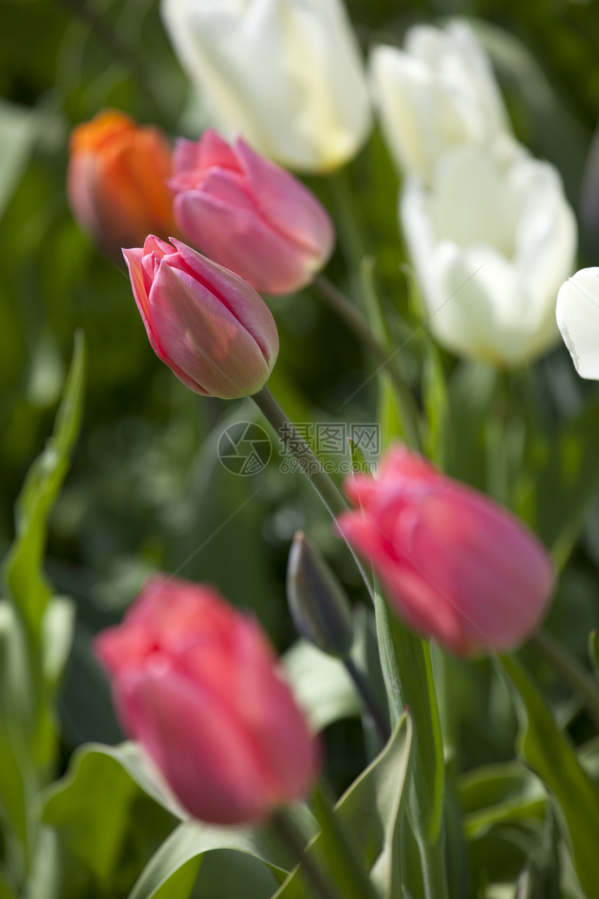 粉红色郁金花园艺植物群场地郁金香香味生长粉色花园图片