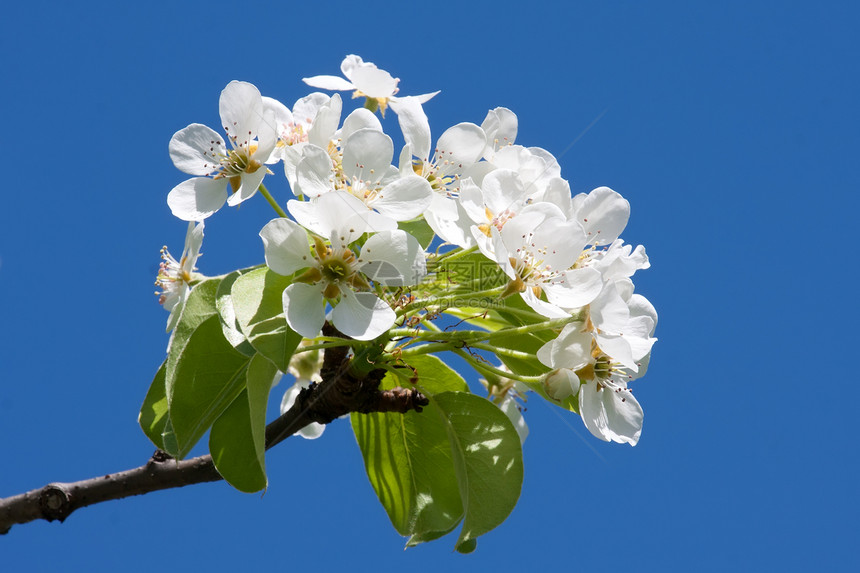 苹果花花花园季节白色植物蓝色生长天空苹果树叶子花瓣图片