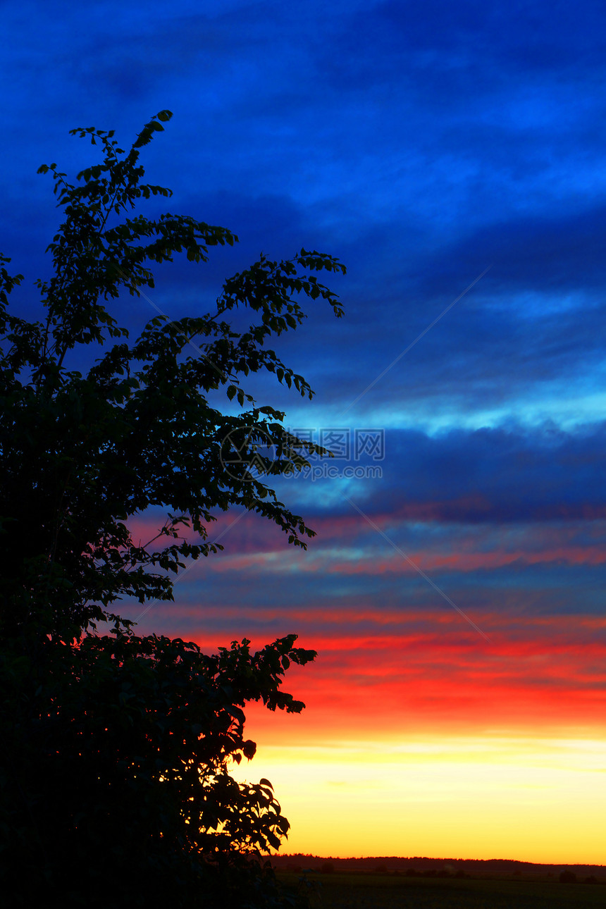 垂直日落和树背影图片