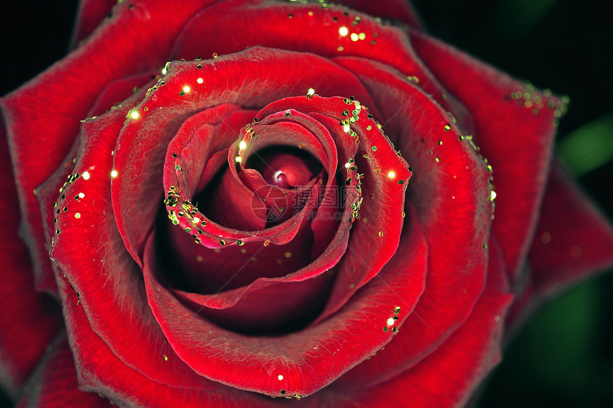 黑色背景上闪亮的玫瑰礼物感情宏观墙纸植物庆典粉色周年浪漫纪念日图片