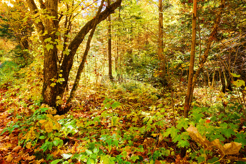 秋季森林墙纸图片
