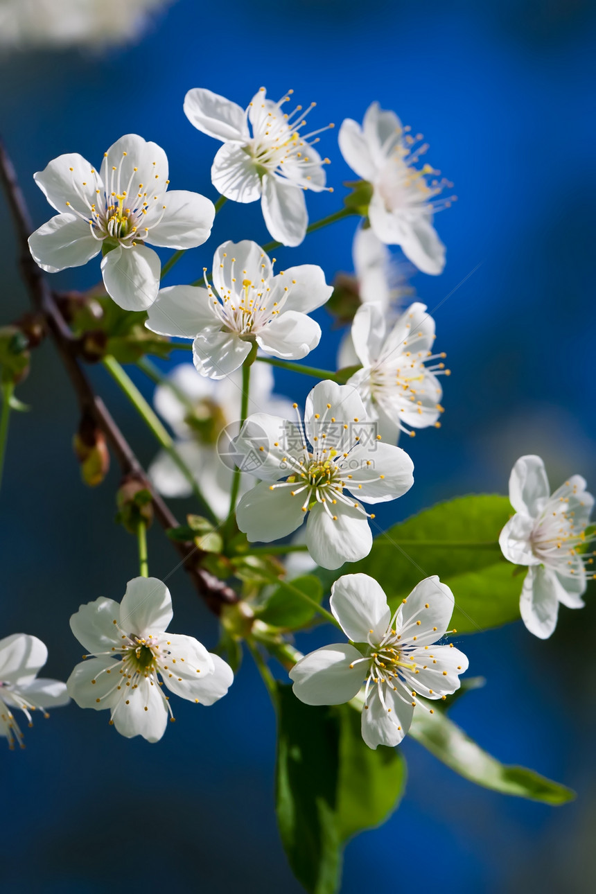 苹果花花天空白色植物季节叶子绿色宏观果园蓝色苹果树图片