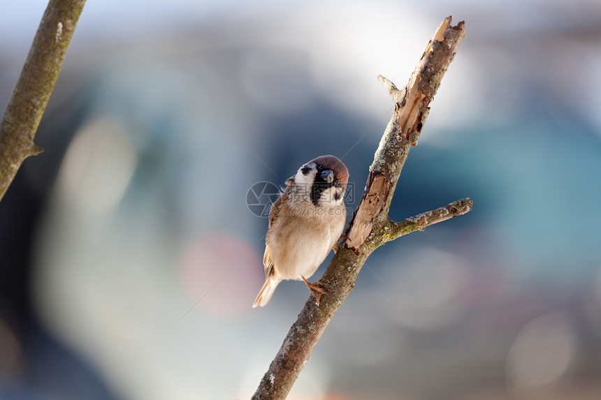 冬日麻雀休闲唱歌鸟类羽毛活动翅膀城市闲暇歌手野生动物图片
