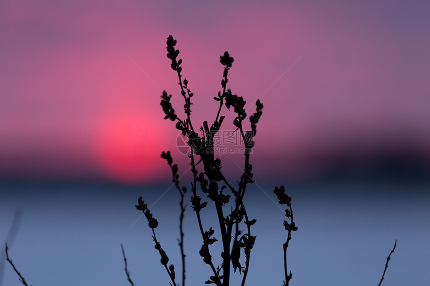 冬天日落时寒冷的青草红色场地雪花粉色天空草地植物蓝色日出图片