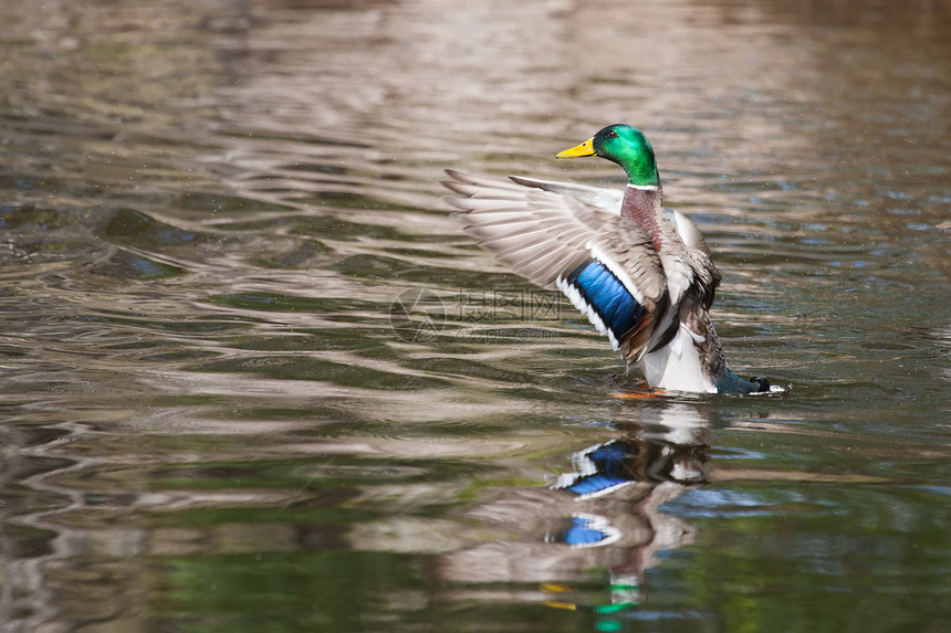 在池塘中摇摆翅膀的鸭子烘干观鸟野生动物游泳季节性荒野羽毛伙伴反射棕色图片