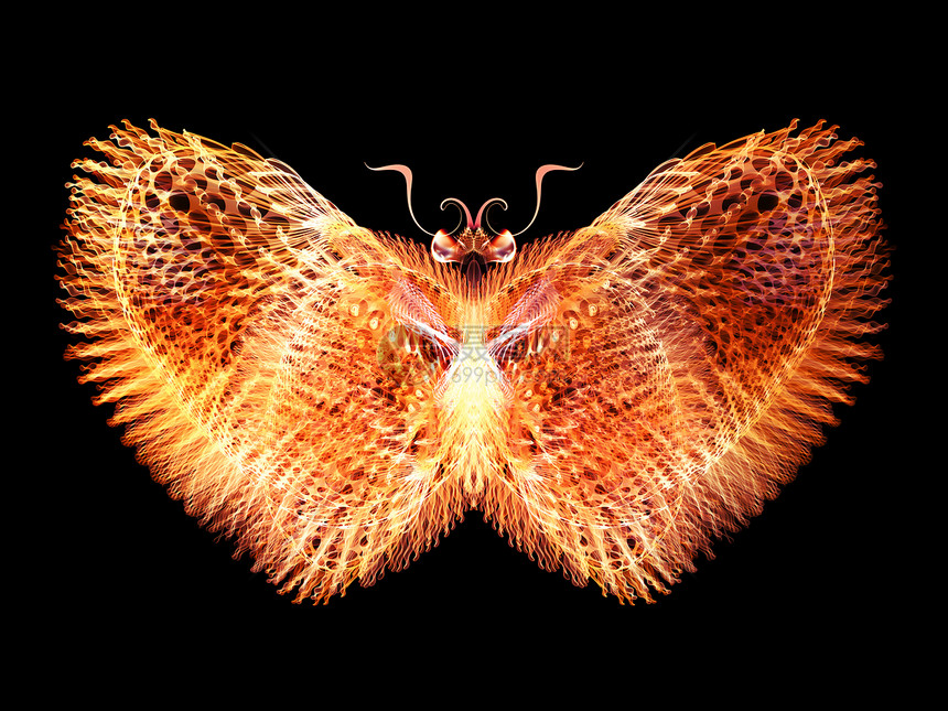 蝴蝶光野生动物元素数学昆虫昆虫学奉承几何学眼睛宏观动物图片