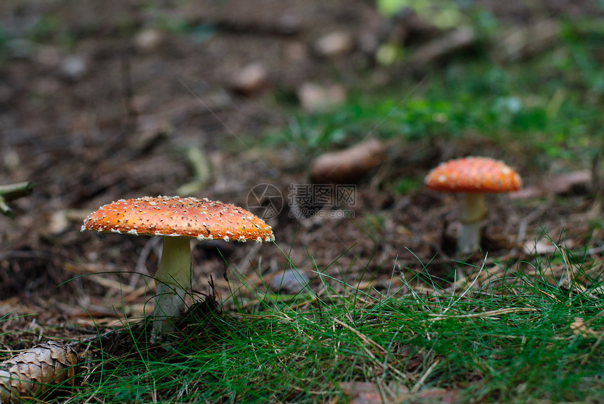 苍蝇装饰毒菌季节森林苔藓绿色图片