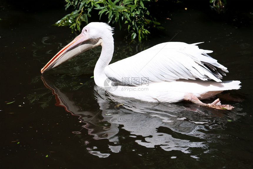 佩利卡荒野动物动物群航班热带白色公园野生动物翅膀羽毛图片