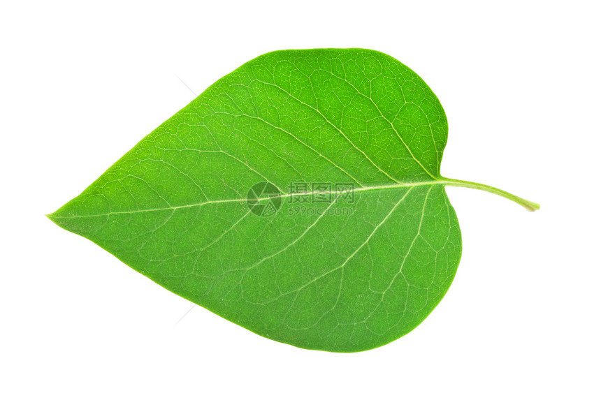 绿叶叶草本生活植物群生长白色叶子植物学环境植物宏观图片