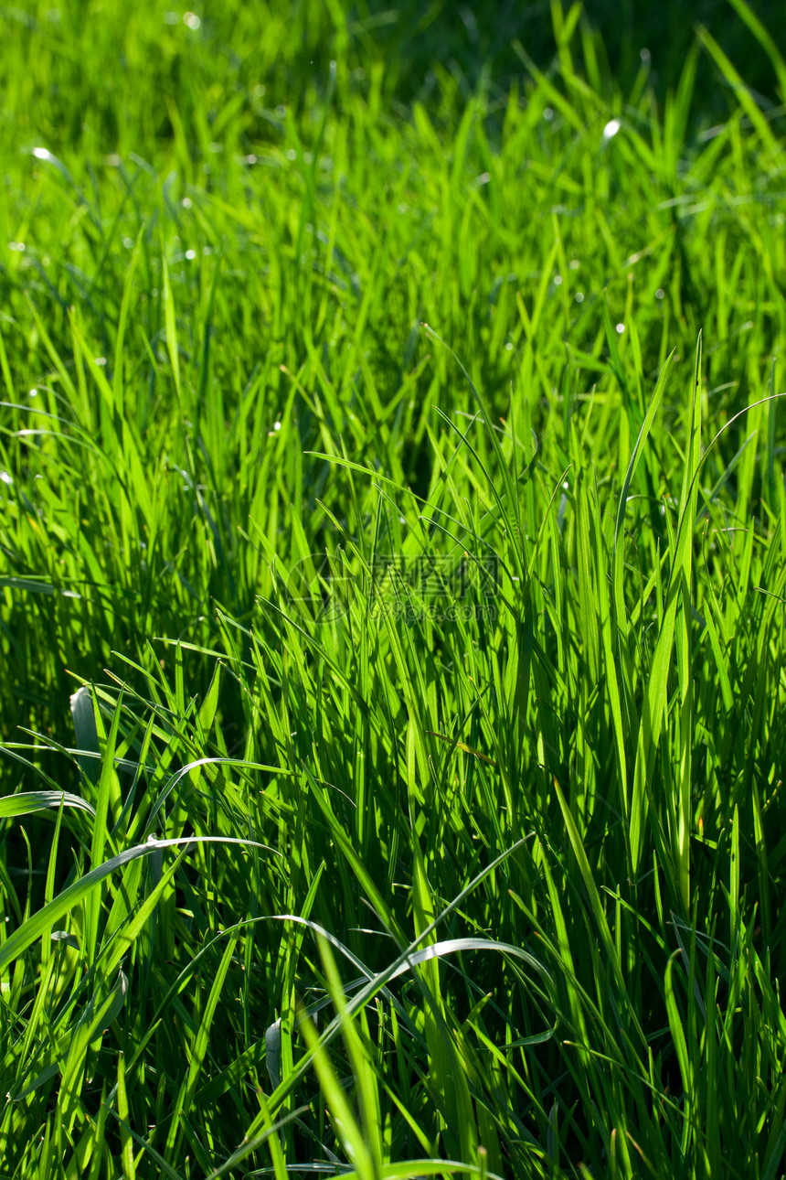 绿草院子场地生长草原草地绿色植物草皮植物环境边缘图片