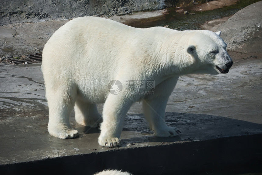 北极熊食肉猎人哺乳动物动物园濒危捕食者野生动物游泳荒野力量图片