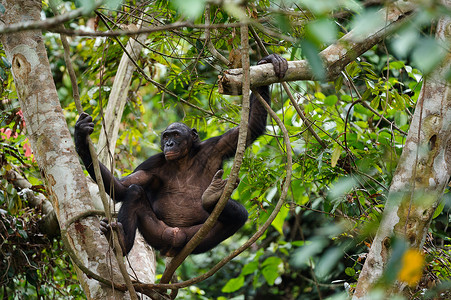 树枝上的秋千波诺博在树枝上刚果丛林哺乳动物森林季节叶子生物黑猩猩濒危荇菜背景