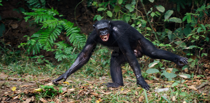 笑笑的波诺博野生动物季节黑猩猩哺乳动物叶子丛林灵长类濒危侏儒荒野图片