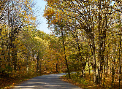 秋秋和路边的Beech森林背景图片