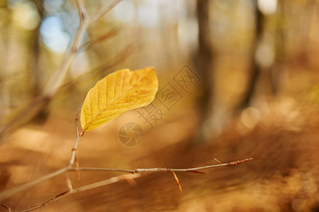 秋叶林地季节木头风景叶子森林山毛榉背景背景图片