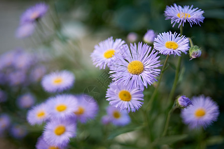 紫罗兰花开花背景图片
