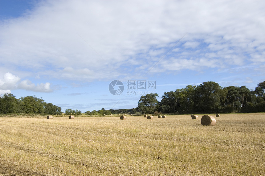 Hay 字段稻草食物乡村场地农业天空农场蓝色图片