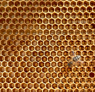 蜂窝和蜜蜂药品蜂蜜六边形细胞蜂巢蜂蜡昆虫梳理背景图片