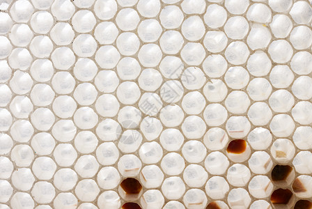 白色蜂窝b梳子蜂蜜多边形宏观蜂蜡六边形蜜蜂细胞蜂巢背景图片