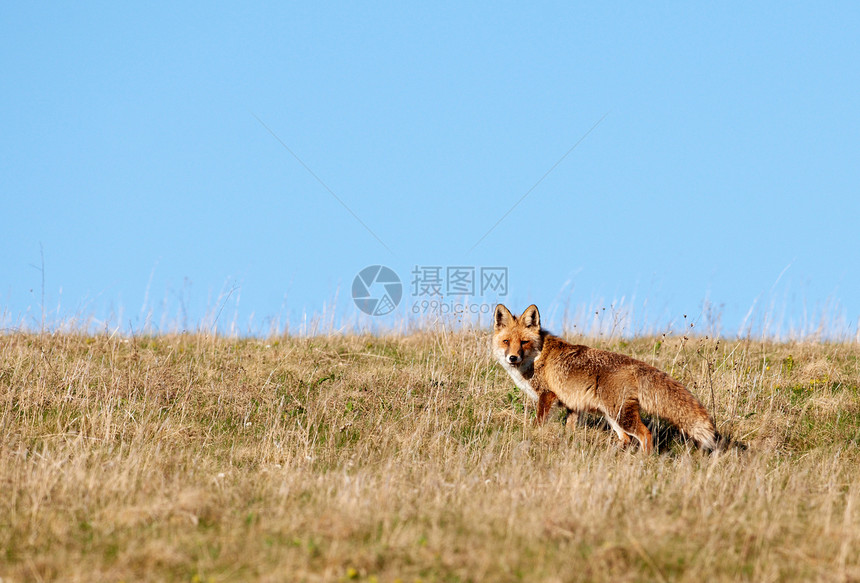山地野狐图片