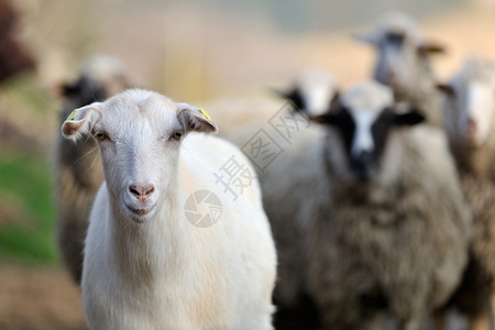 家庭山羊动物农场农业哺乳动物背景图片
