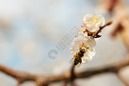 杏子花与蜜蜂背景图片