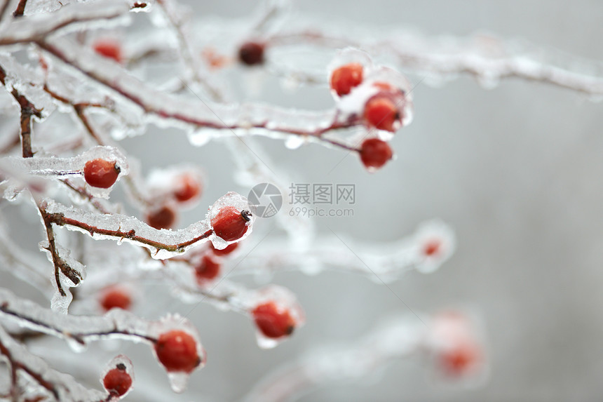 冷冻桶白色季节野蔷薇图片