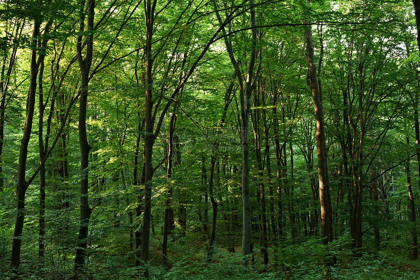 绿橡树林橡木叶子森林树干树木植物树叶绿色图片