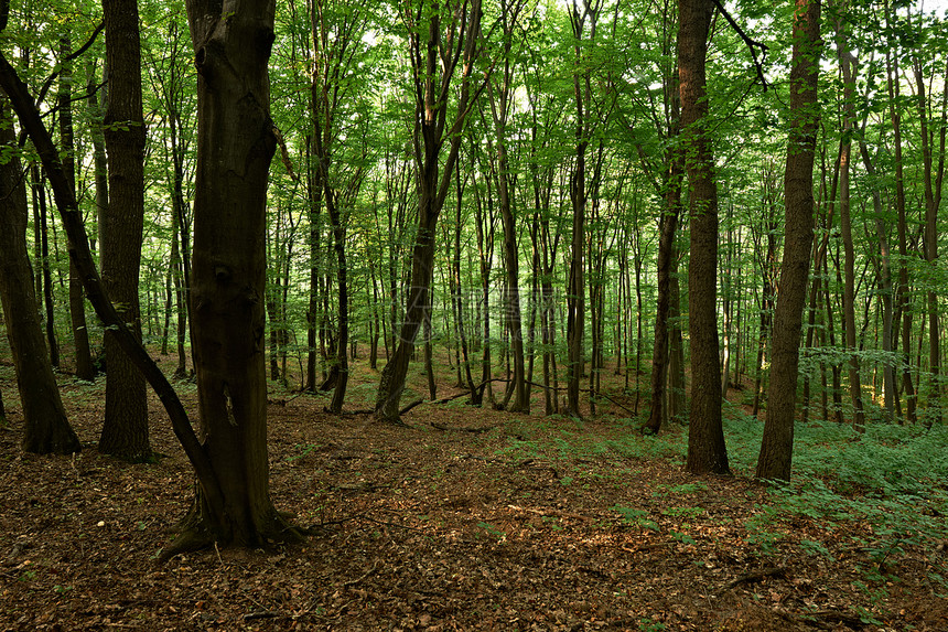 欧洲橡树林树木叶子绿色植物橡木树叶森林树干图片