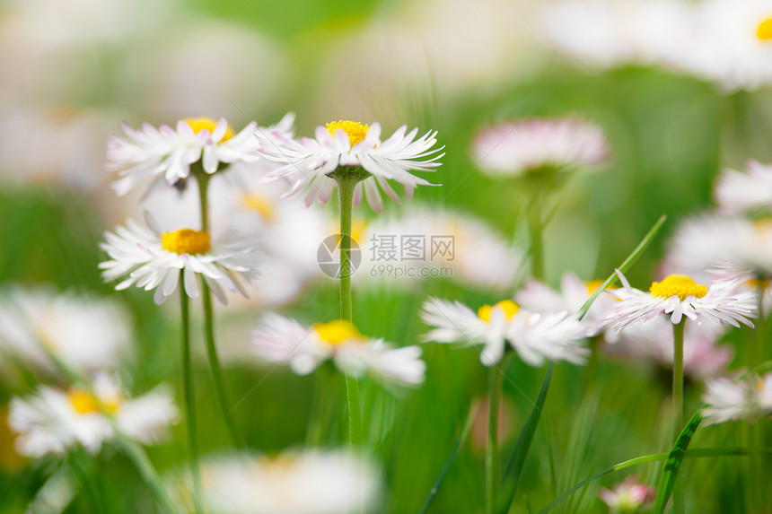 春花 绿草地上的玛格丽人花朵空地生活牛眼雏菊晴天图片