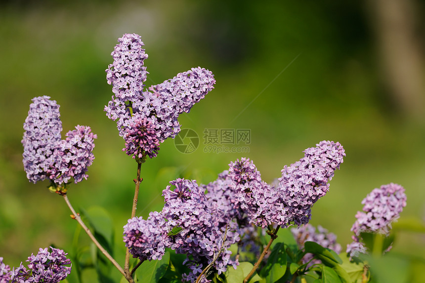 丁香花荒野花园活力园艺植物群环境野花美丽季节植物图片