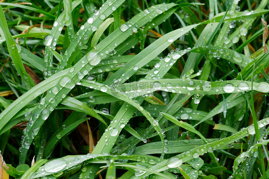 绿草和雨滴绿色原则植物图片