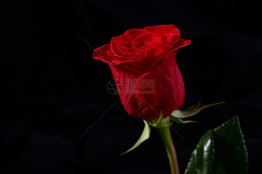 红玫瑰花的缝合黑色庆典念日图片