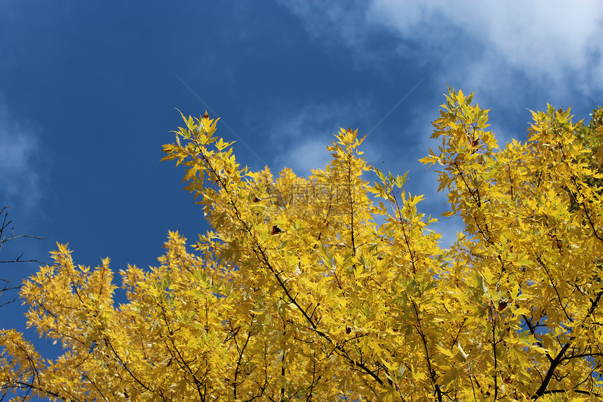 树上黄秋叶庆典黄色蓝色橙子森林展示风格装饰叶子天空图片