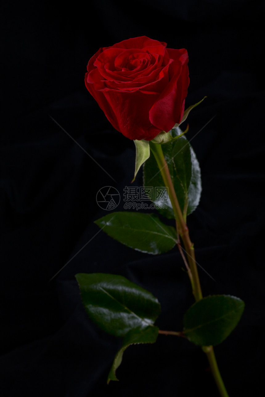 黑色背景的红玫瑰花念日庆典图片