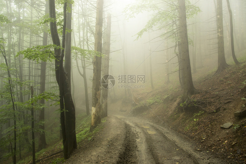 含雾森林远足薄雾树木天气魔法衬套叶子硬木旅行树林图片