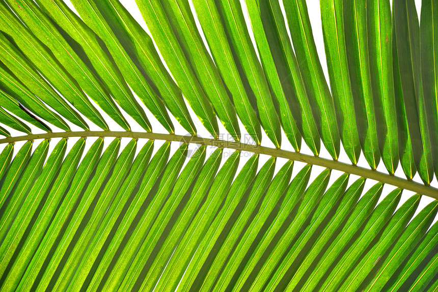 棕榈叶环境热带风景文化绿色纹理气候叶子树叶植物图片