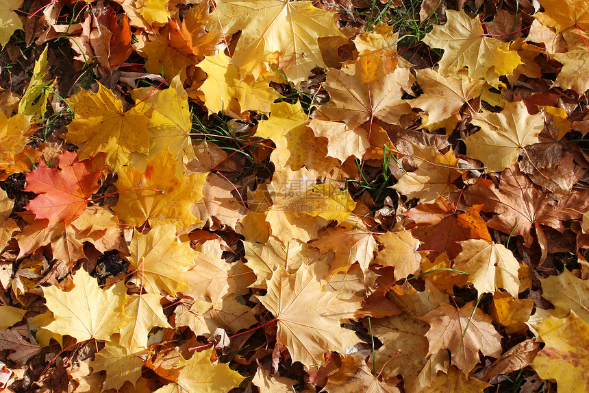 有叶子的秋季公园装饰森林橙子展示季节树叶植物学庆典黄色风格图片