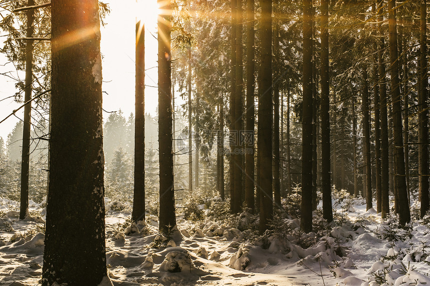 冬季森林的日落阳光太阳场景乡村木头环境射线水平橙子风景图片