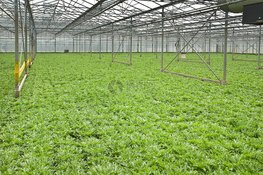 玻璃厂中的生长植物和植物幼苗沙拉栽培园艺收获苗圃绿色植物市场蔬菜生产图片
